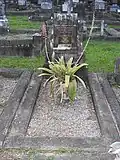 Grave plot (2021).