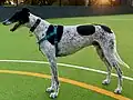 Retired greyhounds make excellent companion animals