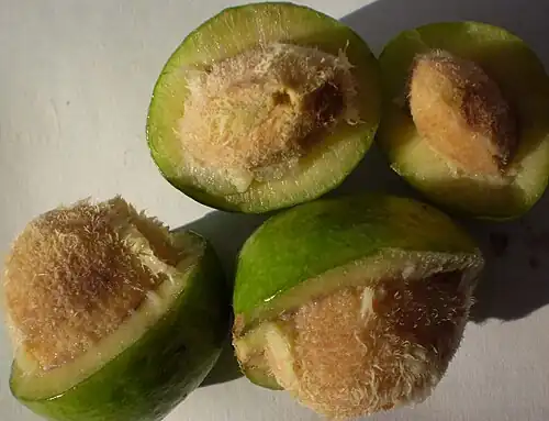 Fruit