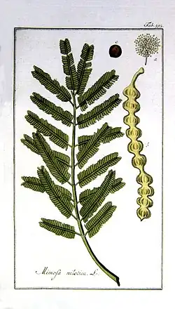 Compound leaf, seed, flower and seed pod