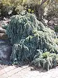 Prostrate form in cultivation, Illawarra Grevillea Park