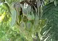 Acacia dealbata - fruit