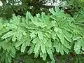 Foliage