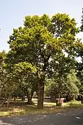 Sal trees are common in these forests