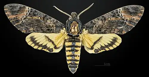 A. s. styx male