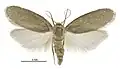 Adult female