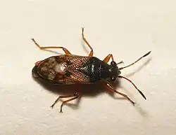 An image of a bug of the family Acompus rufipes