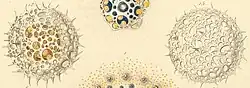 Illustration of "Acrosphaera spinosa"