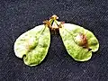 Samarae