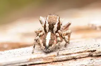 Adult male dorsal