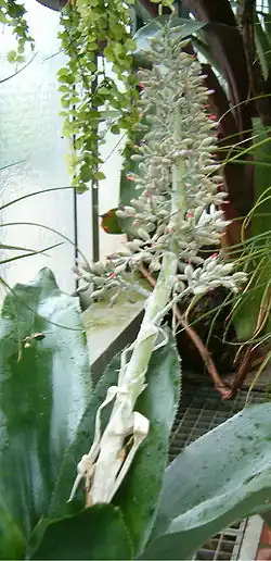 "Aechmea mexicana" inflorescence at the Berlin-Dahlem Botanical Garden and Botanical Museum