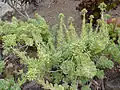 Aeonium castello-paivae