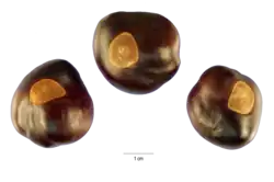 Dried buckeye nuts