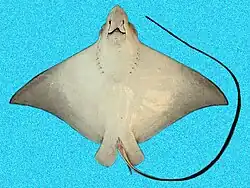 Bottom view