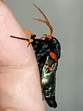 Newly hatched