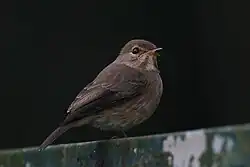 Juvenile, Bwindi Impenetrable Forest, Uganda