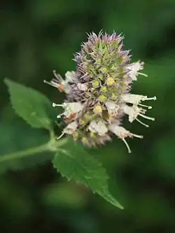 Flowerhead