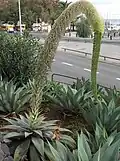 Flower raceme.