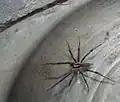 Agelenopsis sp. male, 17 mm (about 3⁄4 inch)
