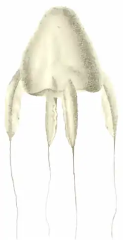 Species illustration