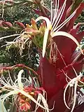 in flower