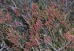 Male spikes