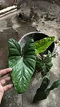 Alocasia boyceana