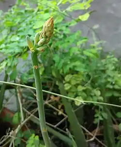 Buds