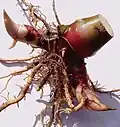 Cross-section view of roots and rhizome, with stem and leaves pruned and new stem sprouts visible on the sides.