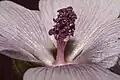 Filaments join into a column, showing purple anthers and (when zoomed) purple pollen spheres