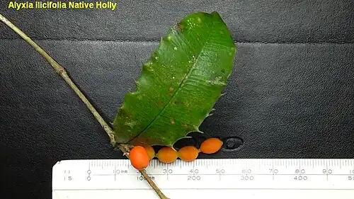 Fruit