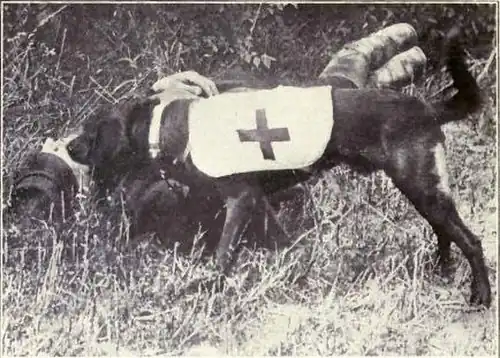Ambulance dogs search for wounded men through scent and hearing.