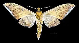 Male, ventral view