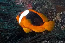 Photo of species