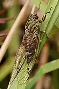Amphipsalta zelandica