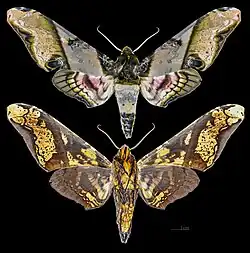 Amplypterus