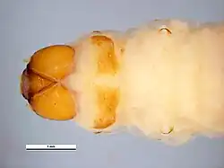 Larva/worm