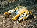 An Indian tiger