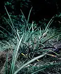 Ananas comosus, habitat, Suriname