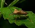 Anasa repetita, Pennsylvania