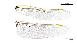 Female wings