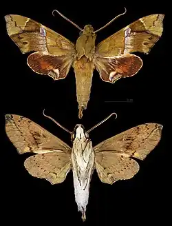 Angonyx papuana