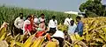 Another photo of Field visit at Turmeric field at Khairagaon village