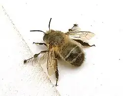 Male, dorsal view