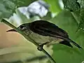 adult A. m. heliocalus