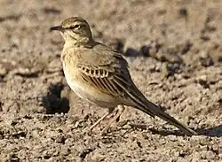 A. c. griseus overwintering in India