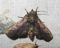 Anuga multiplicans