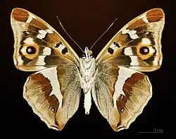 Ventral side