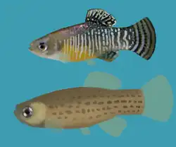 Spanish toothcarp