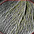 Photo of wrinkles observed using microscope